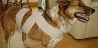 Pavor dos cães a fogos de artifício pode ser reduzido com uma cinta que você pode fazer em casa