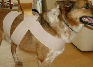 Pavor dos cães a fogos de artifício pode ser reduzido com uma cinta que você pode fazer em casa