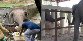 “O elefante mais solitário do mundo” fez seu primeiro amigo depois de anos sem companhia