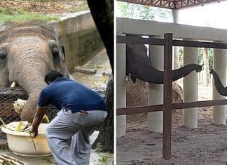 “O elefante mais solitário do mundo” fez seu primeiro amigo depois de anos sem companhia
