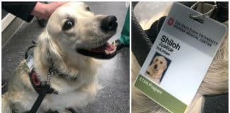 Hospital contrata cachorrinho e sua única função é cumprimentar todos os funcionários