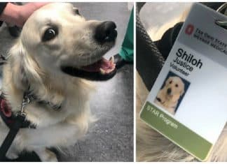 Hospital contrata cachorrinho e sua única função é cumprimentar todos os funcionários