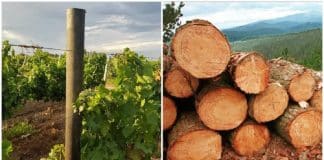 Graças à madeira plástica criada pelos argentinos, será evitada a derrubada de milhões de árvores