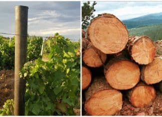 Graças à madeira plástica criada pelos argentinos, será evitada a derrubada de milhões de árvores