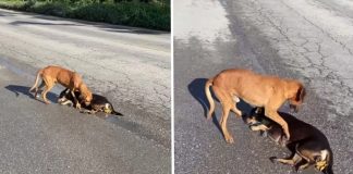 Cãozinho de rua ajuda companheiro que foi atropelado. Tentava levantá-lo apesar da lesão.