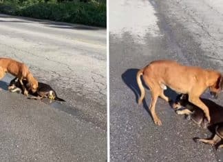 Cãozinho de rua ajuda companheiro que foi atropelado. Tentava levantá-lo apesar da lesão.