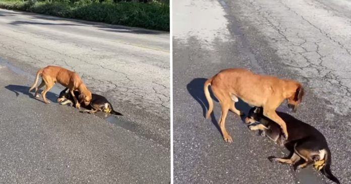 Cãozinho de rua ajuda companheiro que foi atropelado. Tentava levantá-lo apesar da lesão.