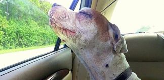 Mulher leva sua cachorra debilitada para um último passeio de carro para ela respirar o ar puro entrando pela janela