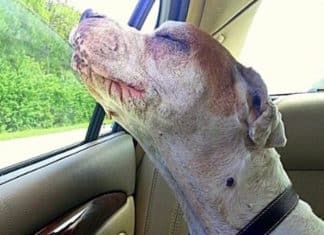 Mulher leva sua cachorra debilitada para um último passeio de carro para ela respirar o ar puro entrando pela janela