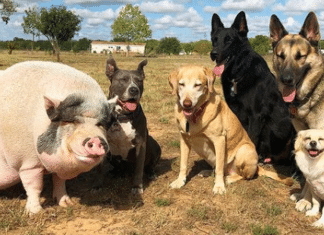 Porquinho que pensa que é um cachorro persegue seus irmãos caninos por toda a casa. Veja vídeo!