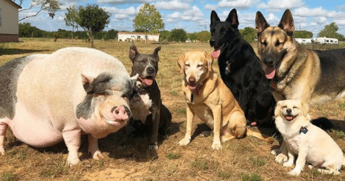 Porquinho que pensa que é um cachorro persegue seus irmãos caninos por toda a casa. Veja vídeo!
