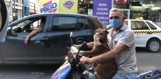 Cachorro faz sucesso ao usar máscara enquanto anda de moto com seu dono na Argentina.  Veja fotos!
