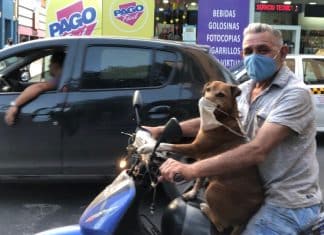 Cachorro faz sucesso ao usar máscara enquanto anda de moto com seu dono na Argentina.  Veja fotos!