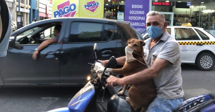 Cachorro faz sucesso ao usar máscara enquanto anda de moto com seu dono na Argentina.  Veja fotos!