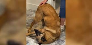 Cachorrinha vira de ponta cabeça e se contorce de prazer toda vez que recebe carinho no bumbum. Veja vídeo!