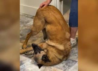 Cachorrinha vira de ponta cabeça e se contorce de prazer toda vez que recebe carinho no bumbum. Veja vídeo!