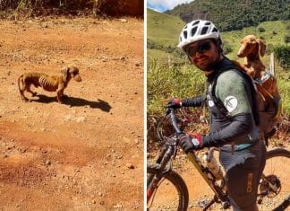 Ciclista resgatou um cachorrinho abandonado e carregou-o nas costas para salvá-lo!