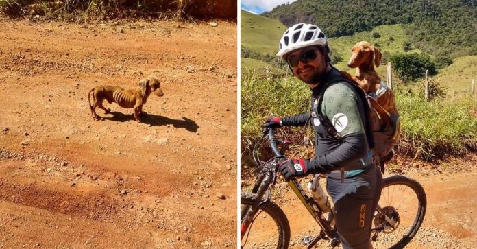 Ciclista resgatou um cachorrinho abandonado e carregou-o nas costas para salvá-lo!