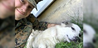 Soldado se apaixona por cachorrinha perdida no exterior e decide adotá-la a milhares de quilômetros de distância