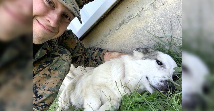 Soldado se apaixona por cachorrinha perdida no exterior e decide adotá-la a milhares de quilômetros de distância