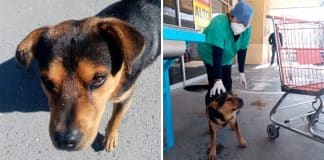 Seu dono faleceu de COVID-19, mas ele ainda não sabe. Continua esperando em frente ao hospital Seu dono faleceu de COVID-19, mas ele ainda não sabe. Continua esperando em frente ao hospital