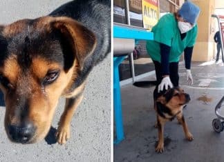 Seu dono faleceu de COVID-19, mas ele ainda não sabe. Continua esperando em frente ao hospital