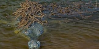 Crocodilo ameaçado de extinção carrega seus 100 bebês nas costas