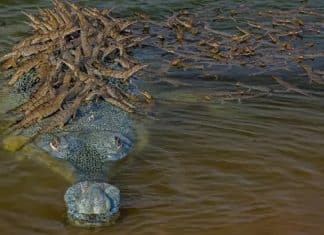 Crocodilo ameaçado de extinção carrega seus 100 bebês nas costas