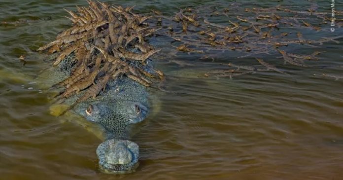 Crocodilo ameaçado de extinção carrega seus 100 bebês nas costas