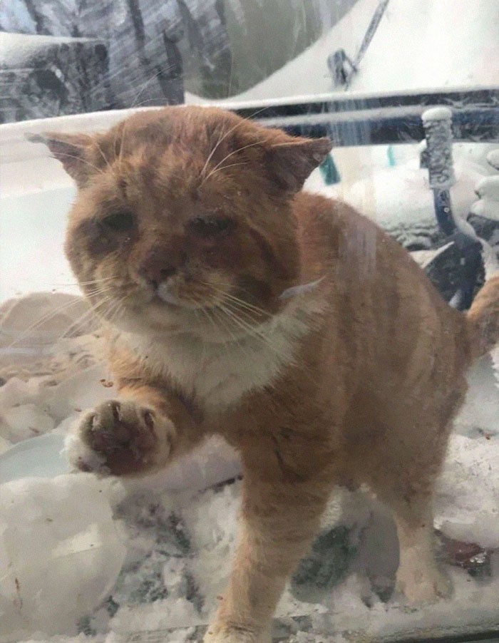 contioutra.com - Gatinho abandonado no mais rigoroso inverno bate em janela pedindo ajuda; estava nevando!