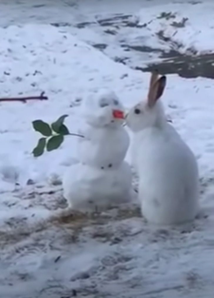 contioutra.com - Coelhinho faminto é flagrado comendo o nariz de cenoura de um boneco de neve. Veja o vídeo!