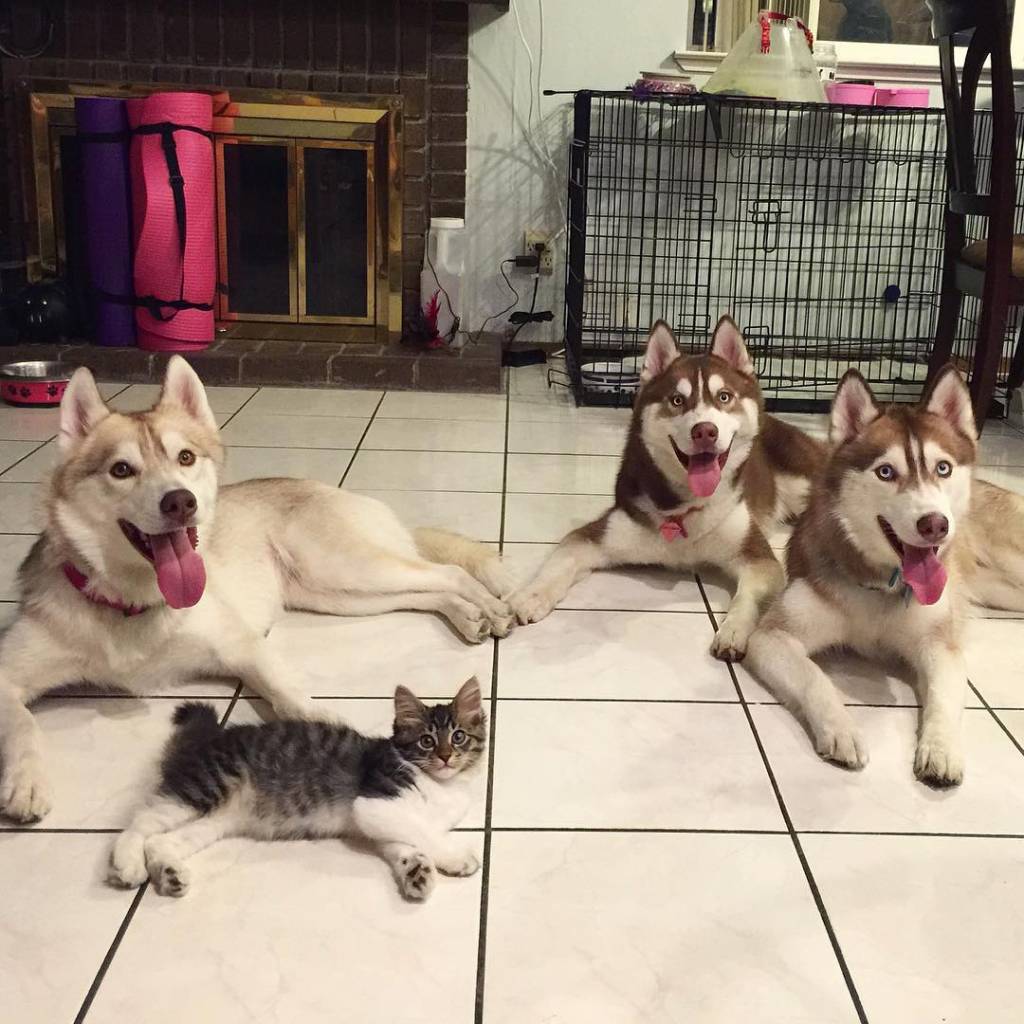 contioutra.com - Estes 3 huskies se tornaram melhores amigos de uma gatinha depois de salvar a vida dela