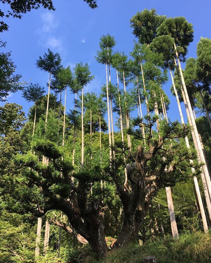 contioutra.com - Antigo sistema de poda japonês permite extrair madeira sem cortar árvores