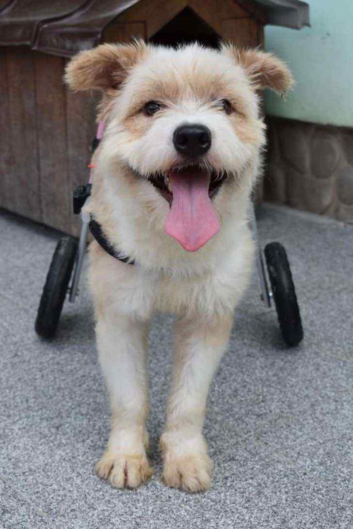 contioutra.com - Após ser abandonado e perder suas perninhas, esse cachorrinho corre livremente com suas novas rodas!