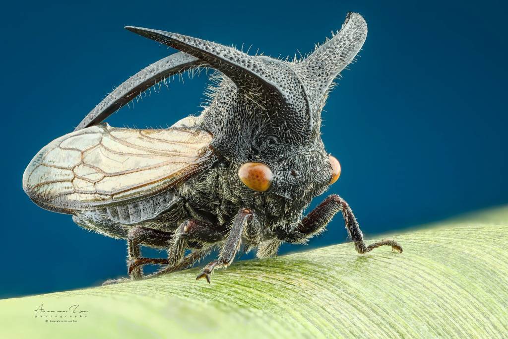 contioutra.com - Membrácidos, os estranhos insetos que parecem vindos de outro planeta