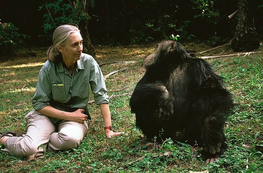 contioutra.com - Organizações irão reflorestar 3 milhões de árvores para evitar a extinção de chimpanzés