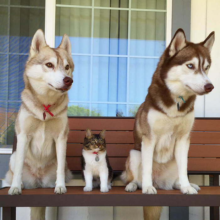 contioutra.com - Estes 3 huskies se tornaram melhores amigos de uma gatinha depois de salvar a vida dela