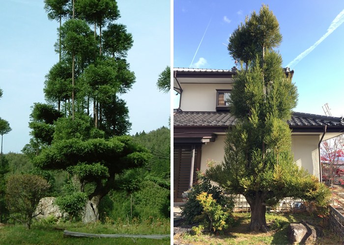 contioutra.com - Antigo sistema de poda japonês permite extrair madeira sem cortar árvores