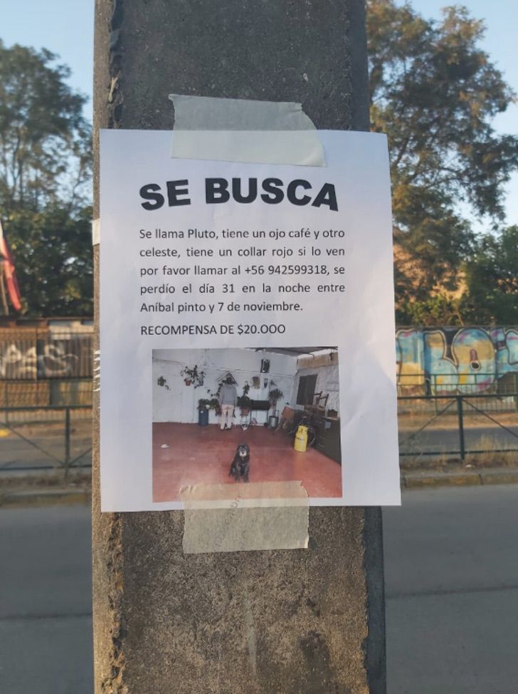 contioutra.com - Garotinha faz pôster à mão para procurar seu cachorro que fugiu após assustar com fogos de artifício