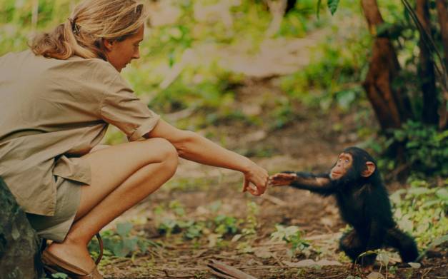 contioutra.com - Organizações irão reflorestar 3 milhões de árvores para evitar a extinção de chimpanzés