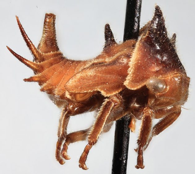 contioutra.com - Membrácidos, os estranhos insetos que parecem vindos de outro planeta