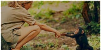 Organizações irão reflorestar 3 milhões de árvores para evitar a extinção de chimpanzés