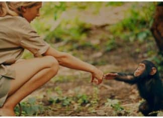 Organizações irão reflorestar 3 milhões de árvores para evitar a extinção de chimpanzés