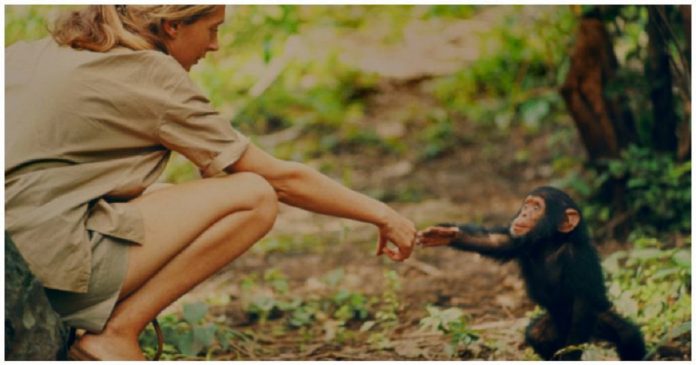 Organizações irão reflorestar 3 milhões de árvores para evitar a extinção de chimpanzés