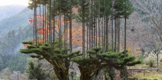 Antigo sistema de poda japonês permite extrair madeira sem cortar árvores
