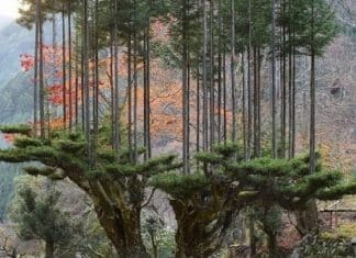 Antigo sistema de poda japonês permite extrair madeira sem cortar árvores