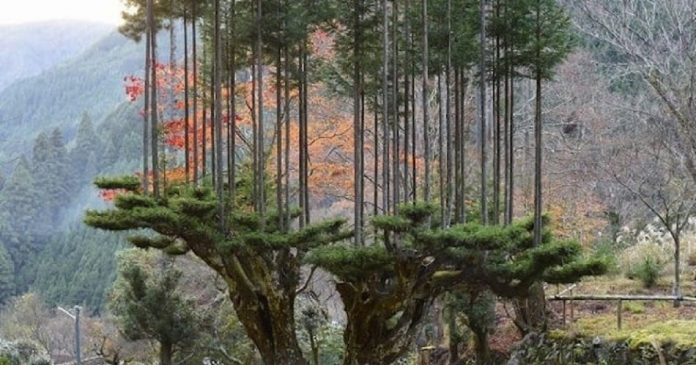 Antigo sistema de poda japonês permite extrair madeira sem cortar árvores