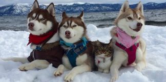 Estes 3 huskies se tornaram melhores amigos de uma gatinha depois de salvar a vida dela