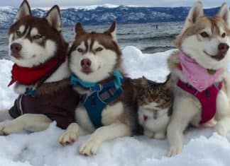 Estes 3 huskies se tornaram melhores amigos de uma gatinha depois de salvar a vida dela