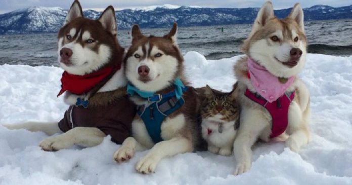 Estes 3 huskies se tornaram melhores amigos de uma gatinha depois de salvar a vida dela